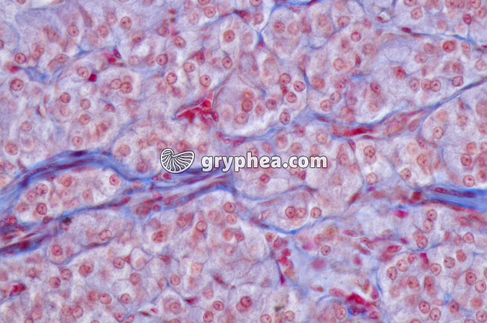 Médullo-surrénale x100 - gryphea.com